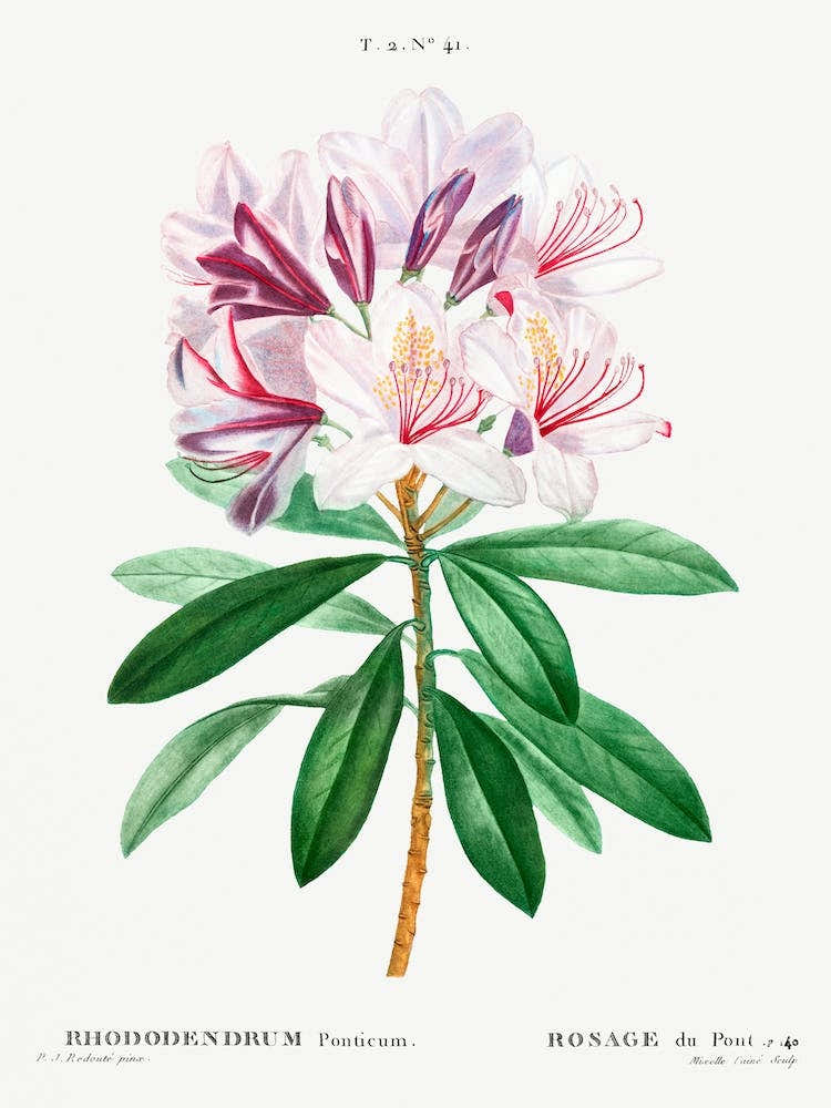 Rhododendron, Pierre Joseph Redoute