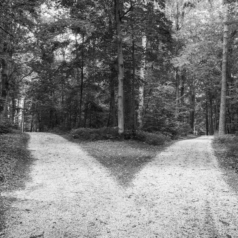 Forked roads in old green forest