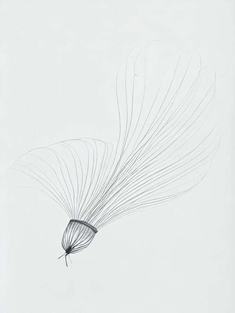 Box Jellyfish Black & White Drawing