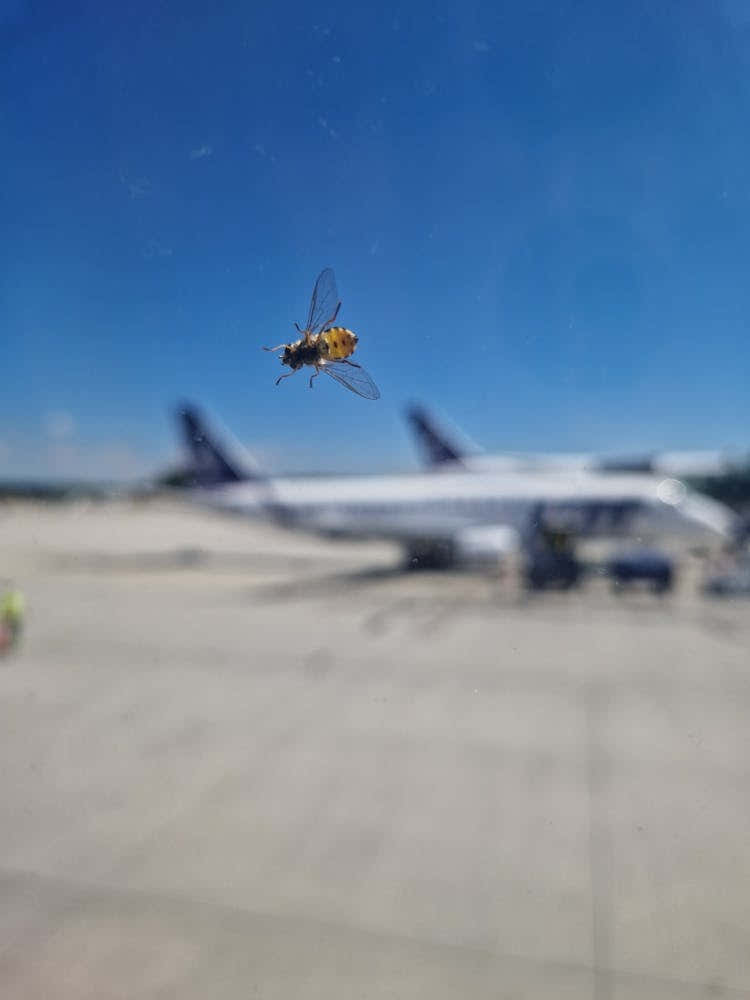 Ready for the flight