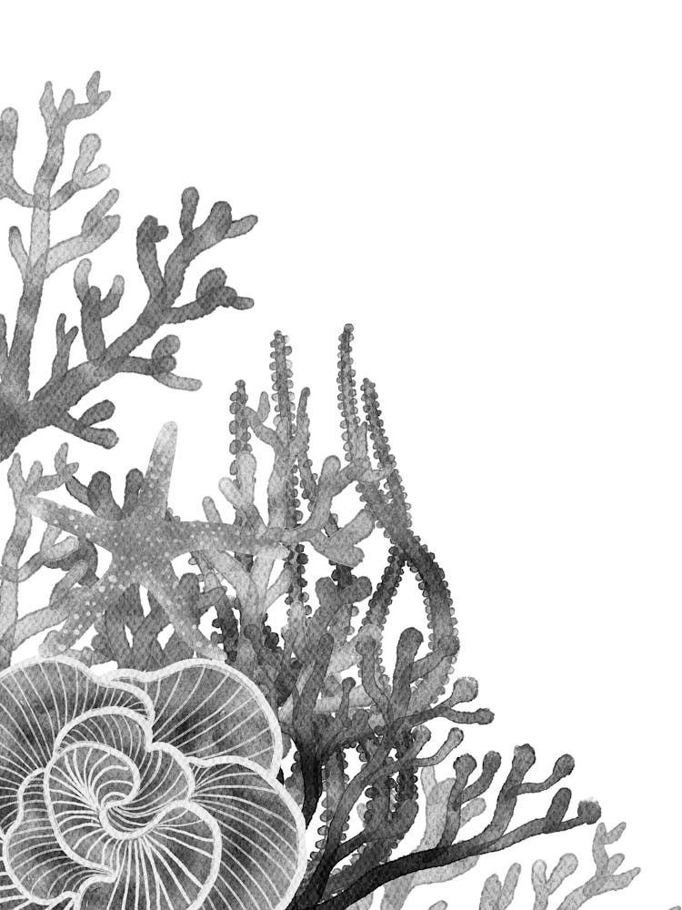 Black And White Drawing Of Corals