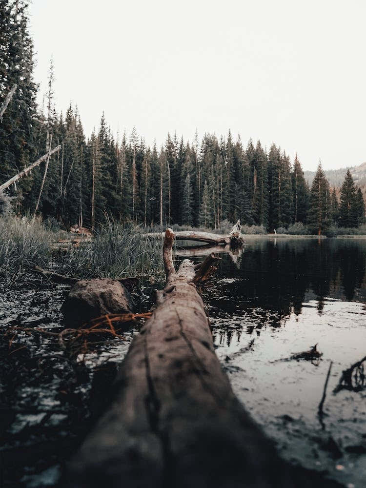 Log In Lake