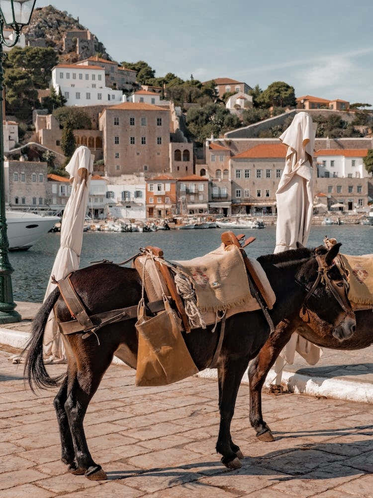 Mule On Hydra Greece