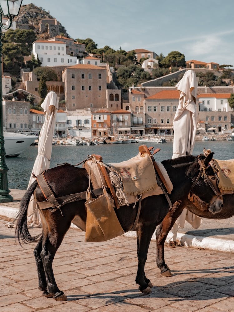 Mule On Hydra Greece