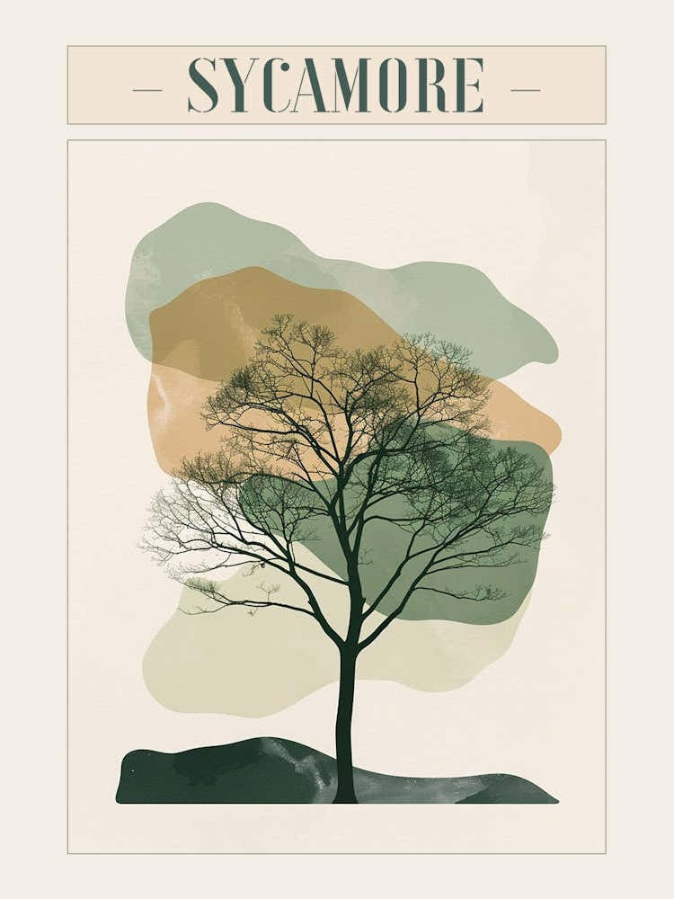 Sycamore Tree Minimal Japandi Illustration 4 Poster