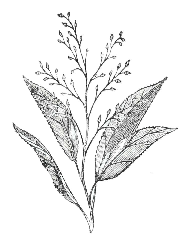Botanical Leaves and Stem