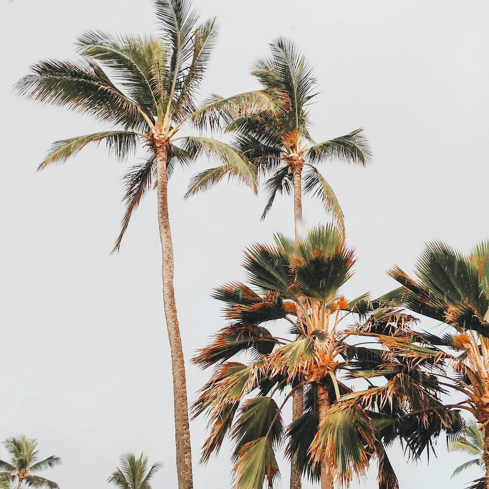 Palm Trees In Wind Square