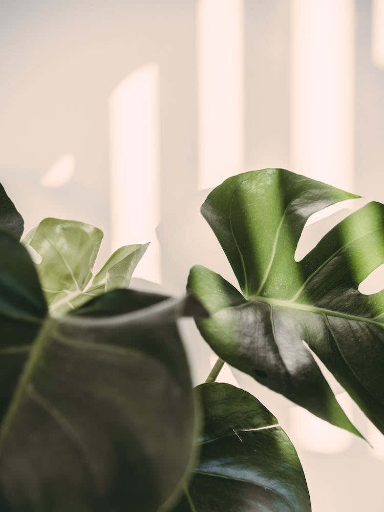 Monstera Cheese Plant