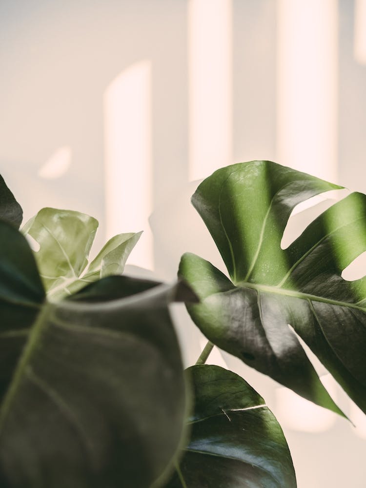 Monstera Cheese Plant