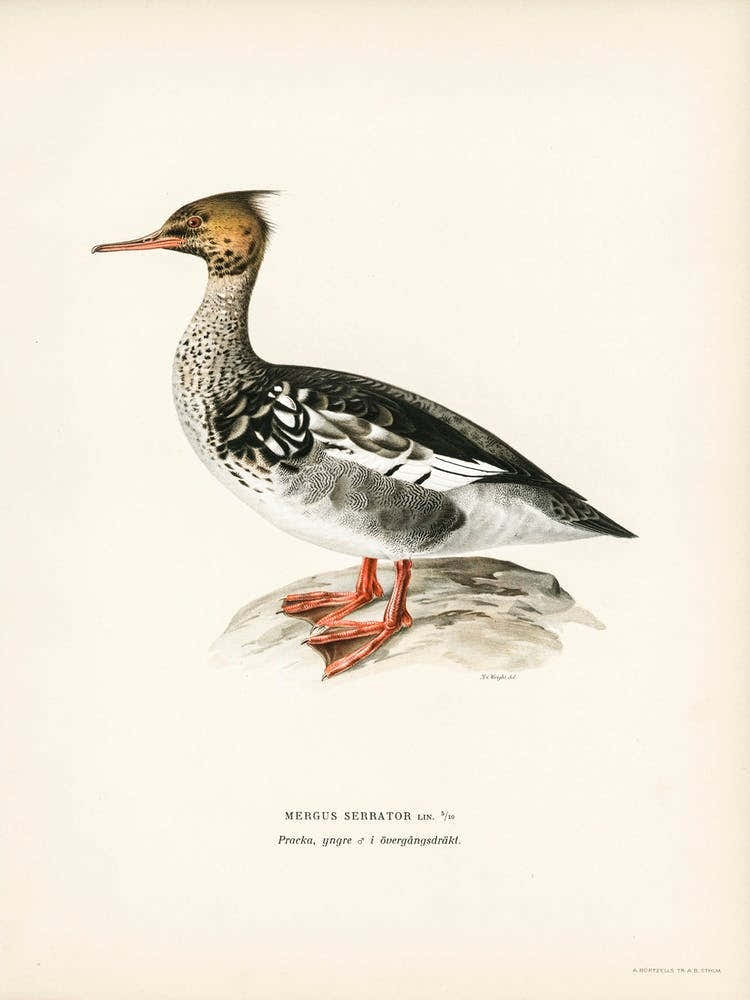 Mergus Serrator, The Von Wright Brothers 2