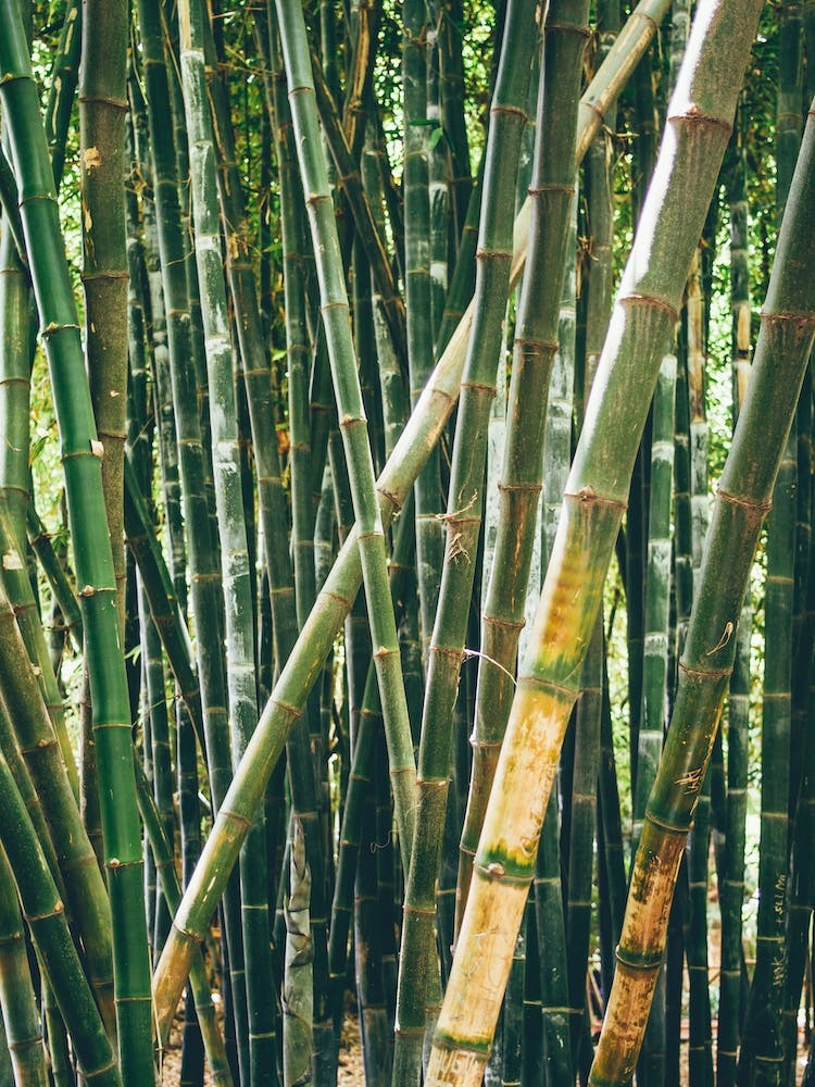 Bamboo Forest