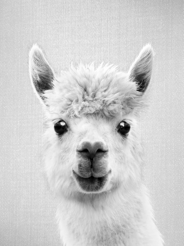 Llama - Black & White