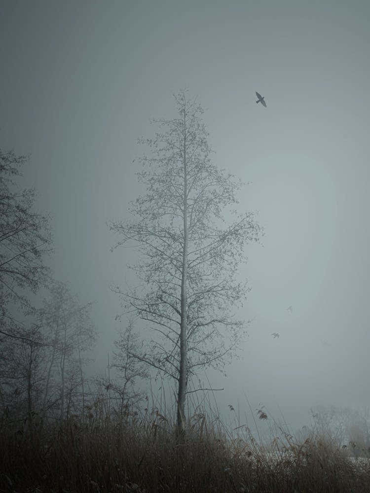 A Tree In A Foggy Forest.