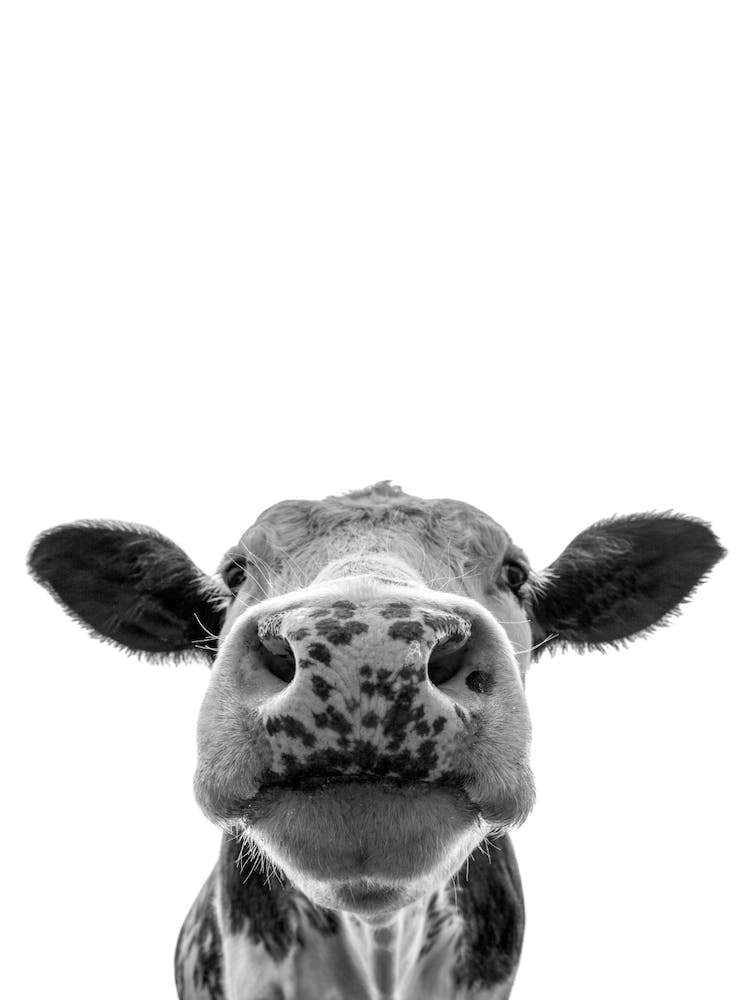 Cow Animal Portrait