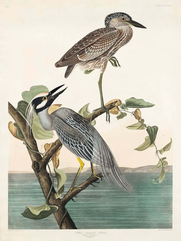 Yellow Crowned Heron From Birds Of America (1827) By John James Audubon