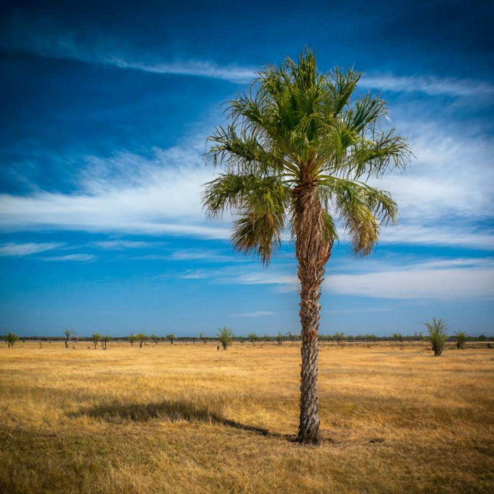 Single Palm Tree