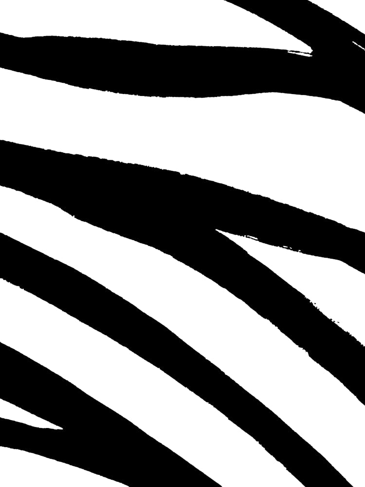 Zebra Stripes 6
