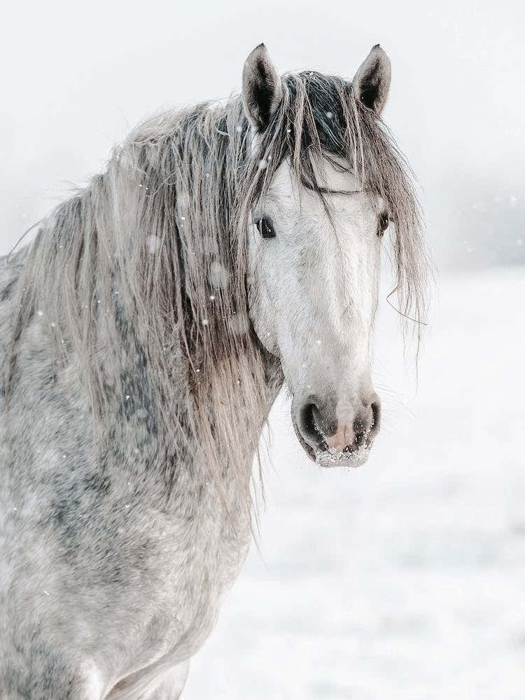 Gray Winter Horse