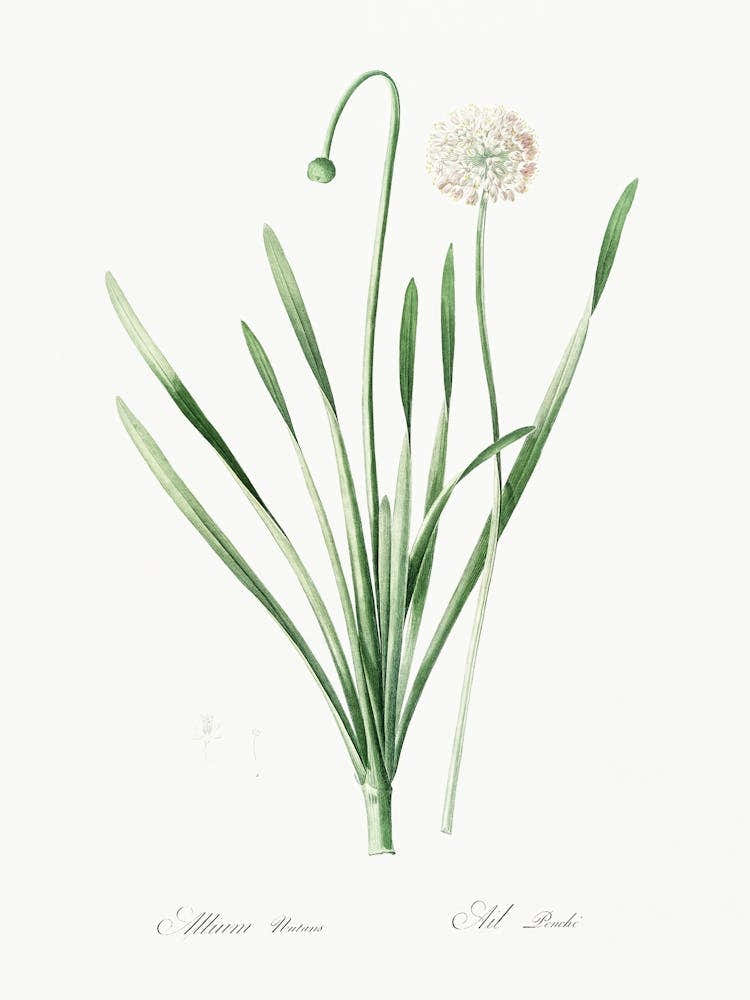 Blue Chives, Pierre Joseph Redoute