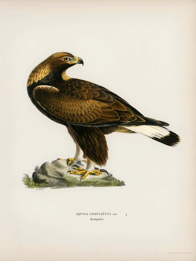 Golden Eagle (Aquila Chrysaetos), The Von Wright Brothers