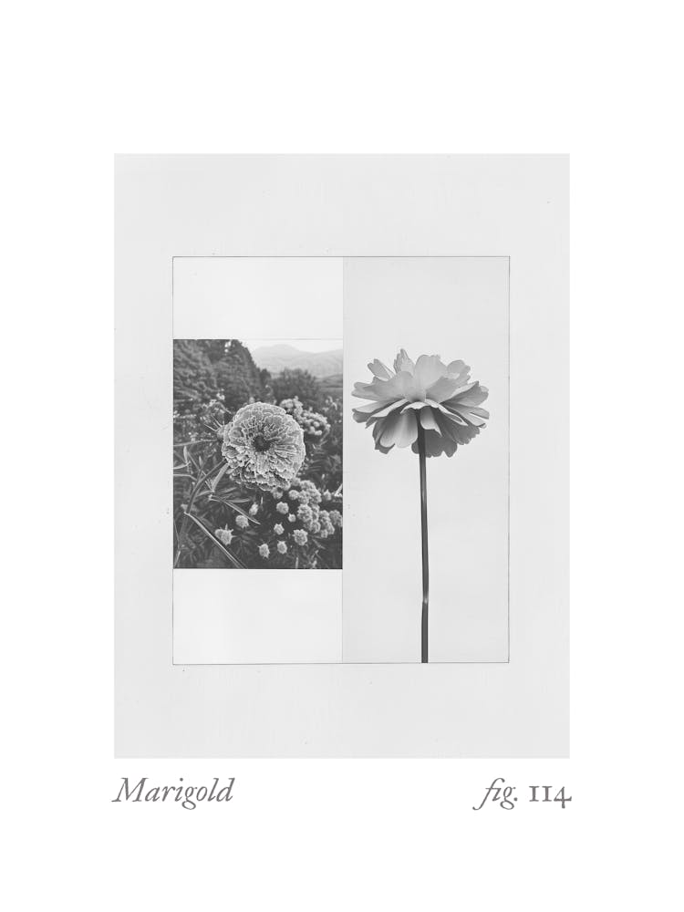 Marigold Botanical Collage 4