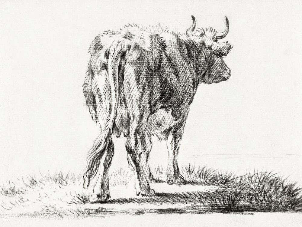 Standing Cow 2, Jean Bernard