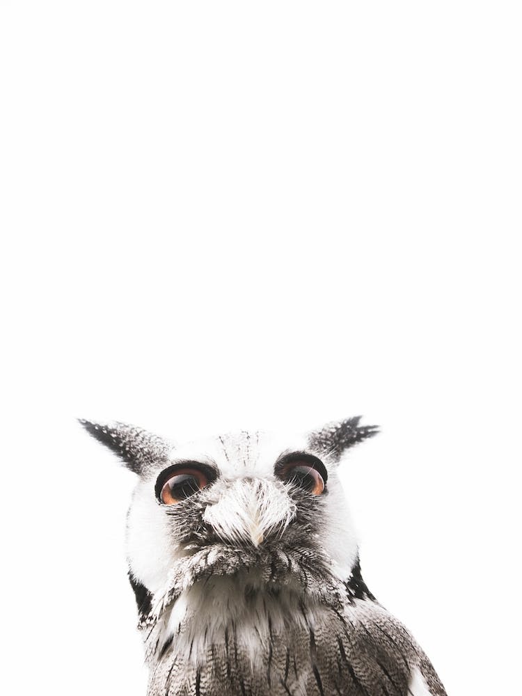 Lil Owl