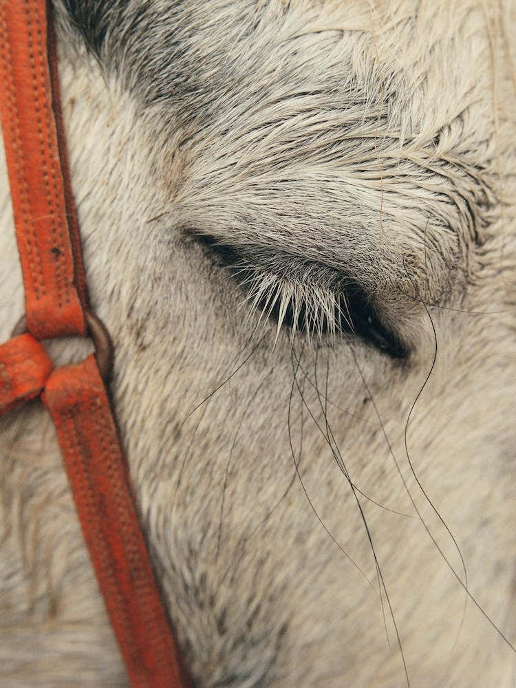 Closeup Of Horse Lashes