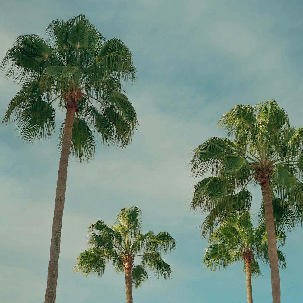 Summer Time With Green Palms And Blue Skies  Colour Travel Photography Square