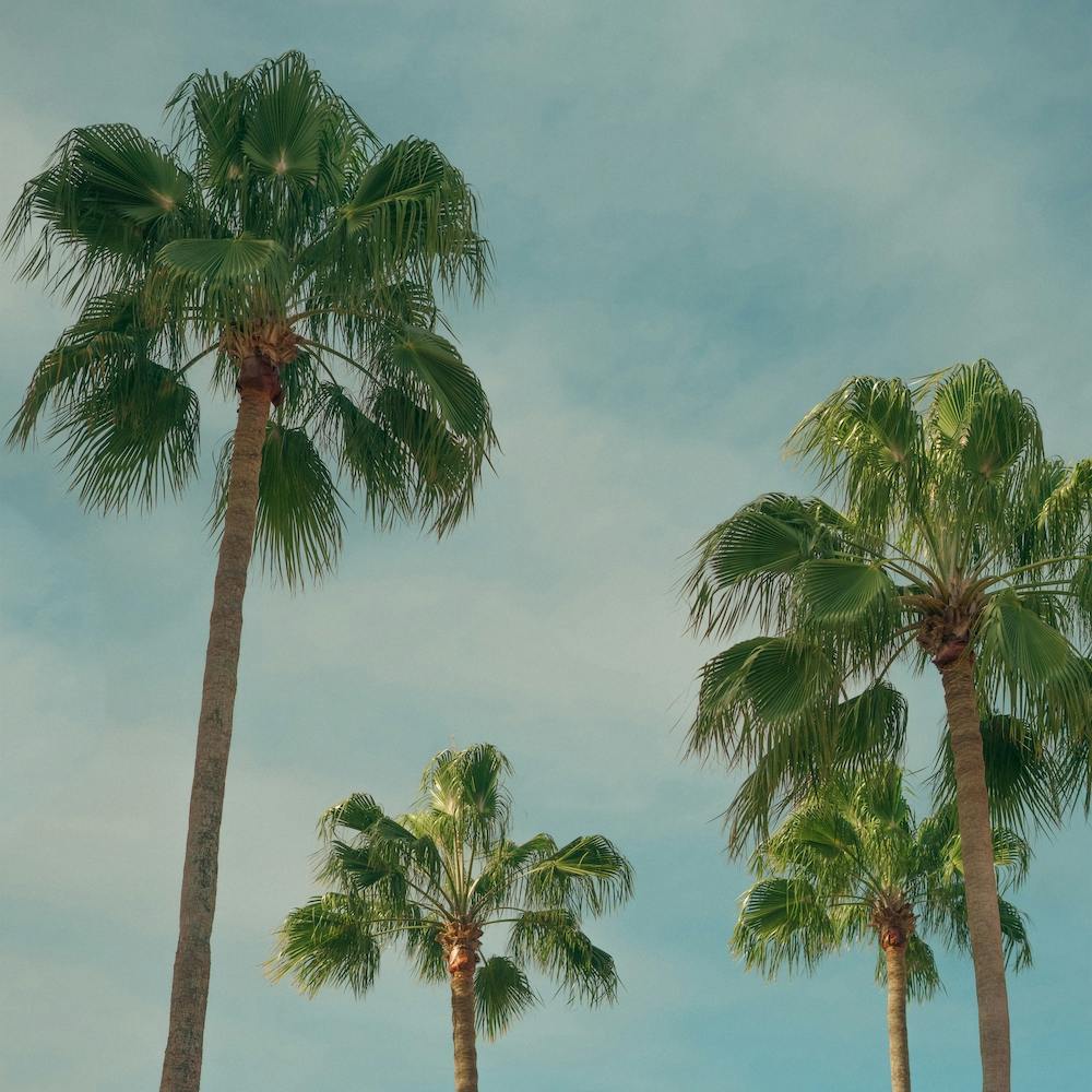 Summer Time With Green Palms And Blue Skies  Colour Travel Photography Square