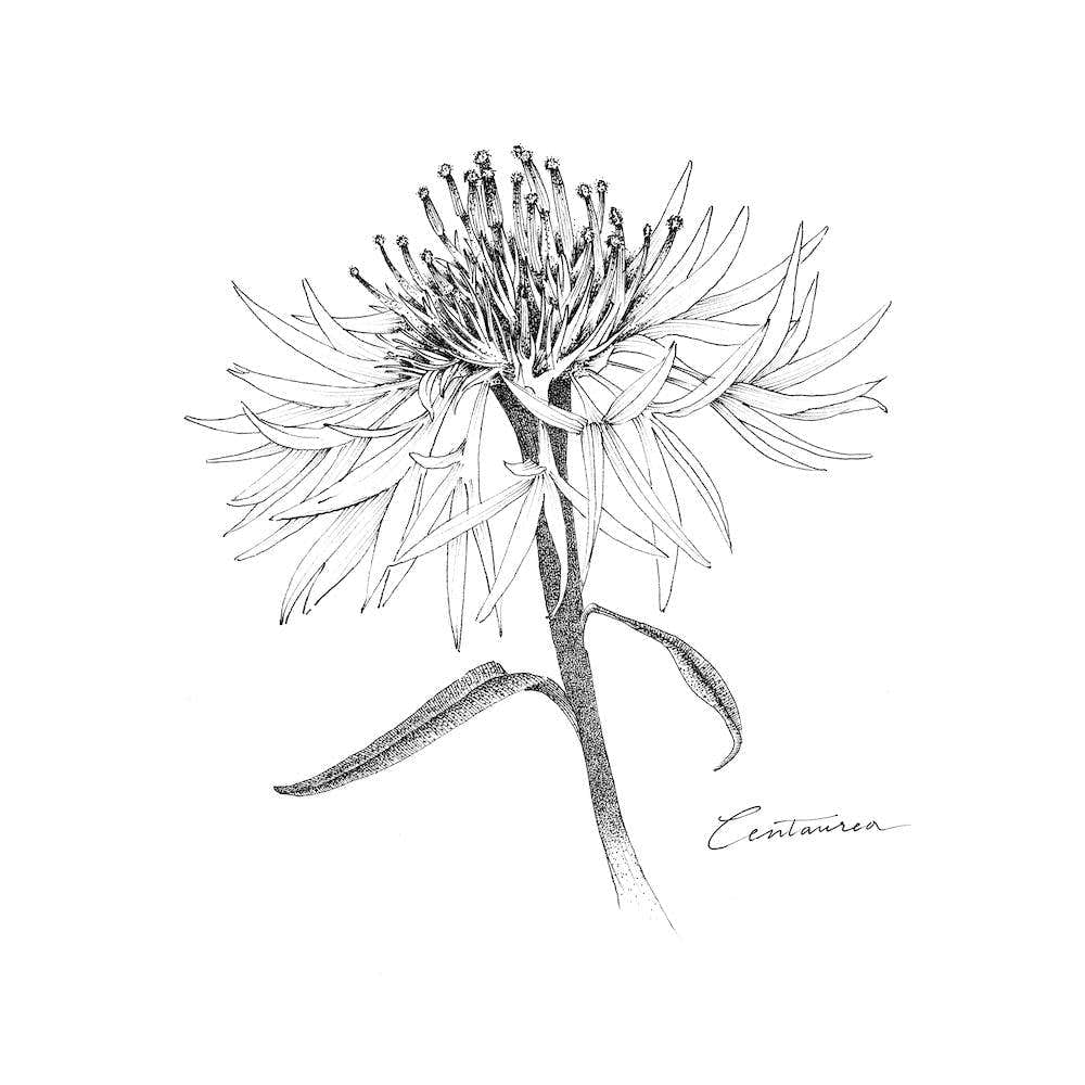 Centaurea 2