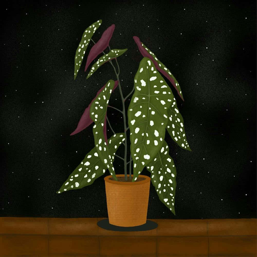 Begonia Maculata (Black background)