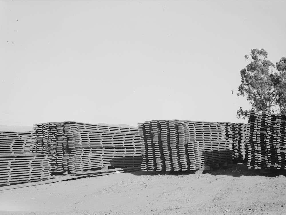 Salinas, California, Stacks Of Duckboards For The Guayule Nursery By Russell Lee