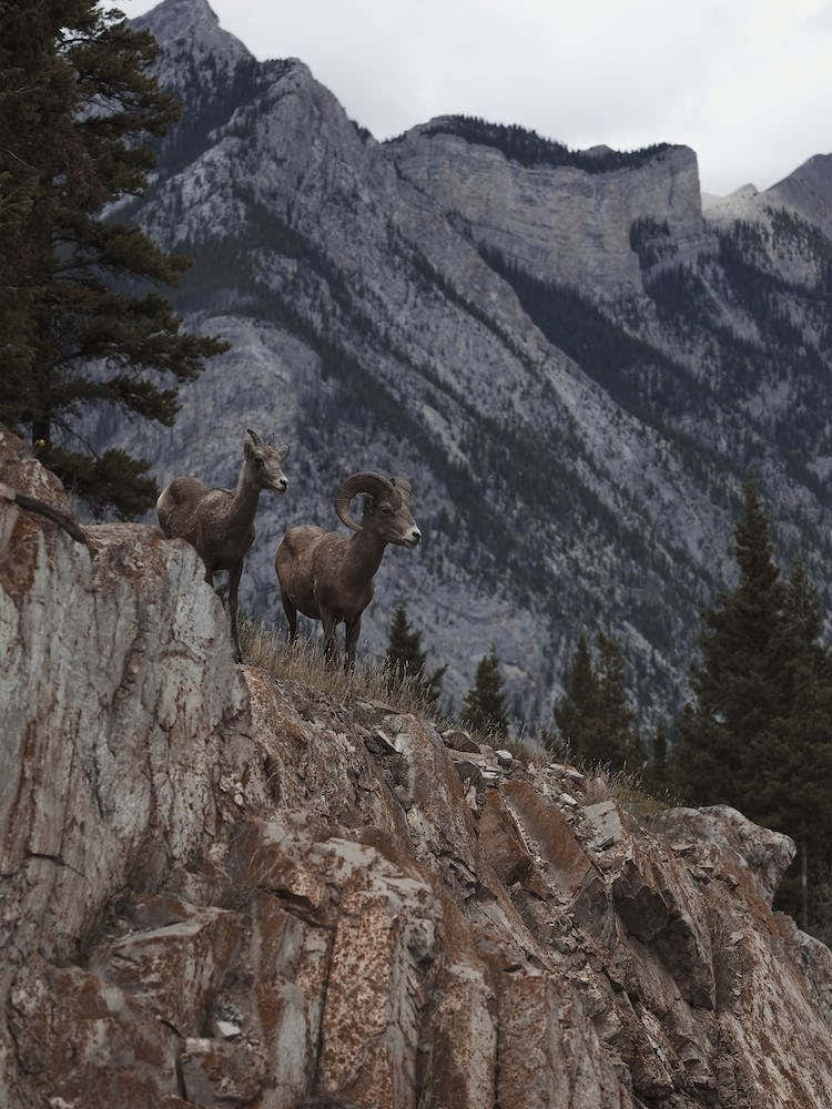 Bighorn Sheep Mountains