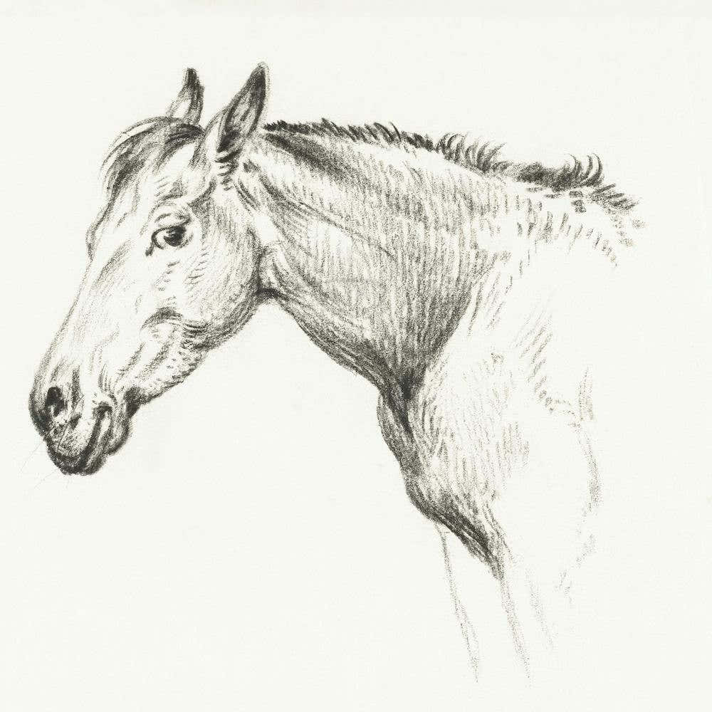 Head Of A Horse (1825), Jean Bernard