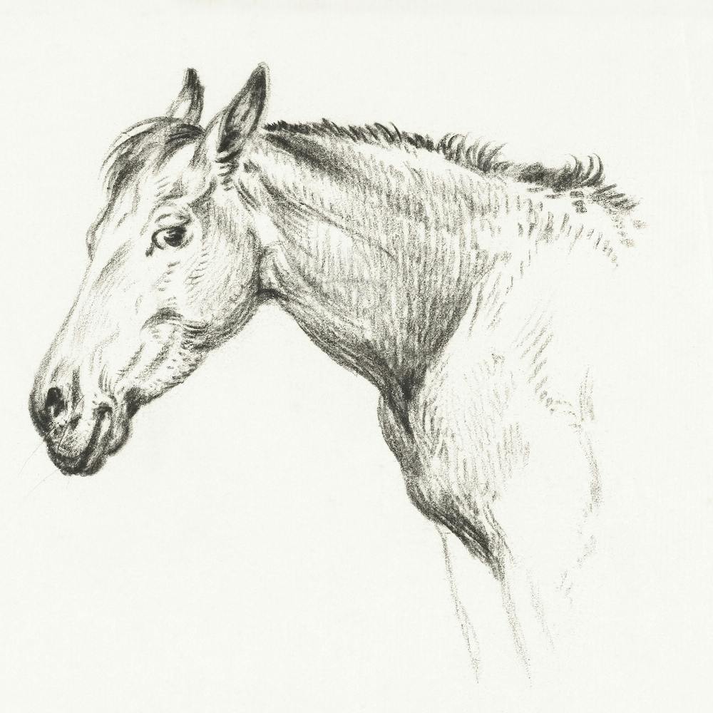 Head Of A Horse (1825), Jean Bernard