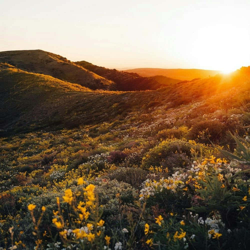 Sunset Over Wildflowers