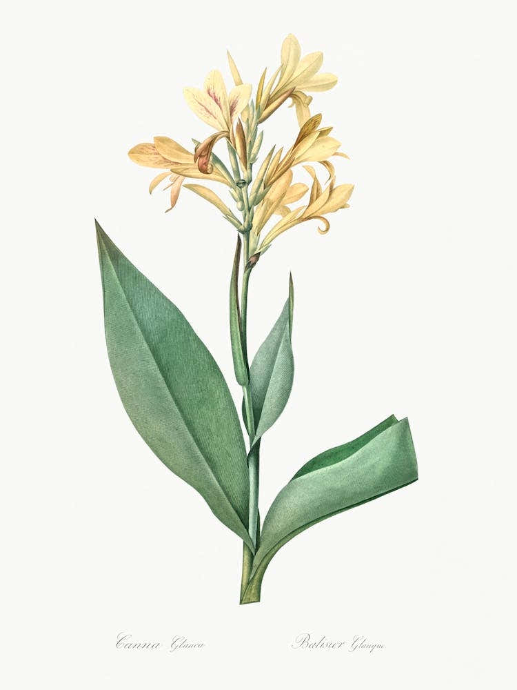 Water Canna, Pierre Joseph Redoute