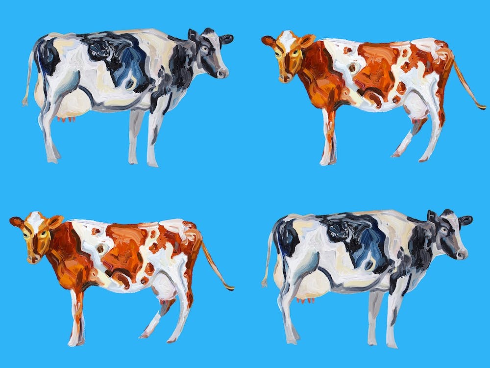 Cow Art On Blue