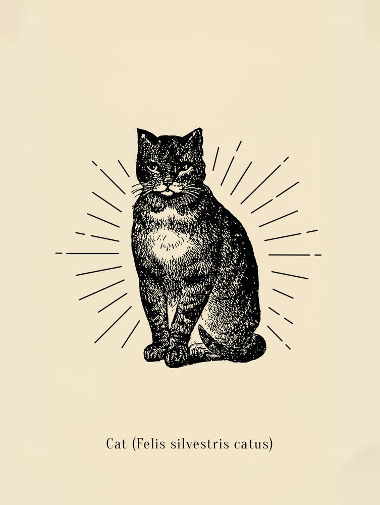 Vintage Black Cat Poster