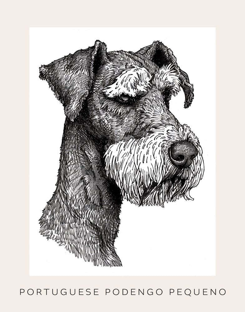 Portuguese Podengo Pequeno Dog Line Sketch 4 Poster