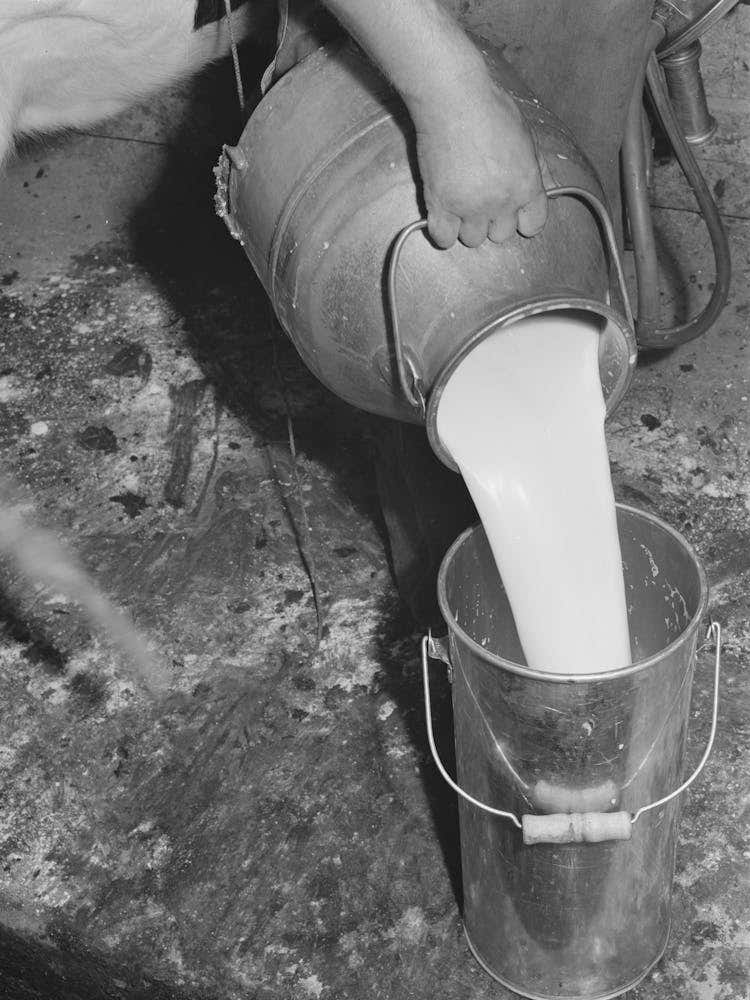 Fresh Milk, Farm Of Member Of The Dairymen S Cooperative Creamery, Caldwell, Canyon County, Idaho By
