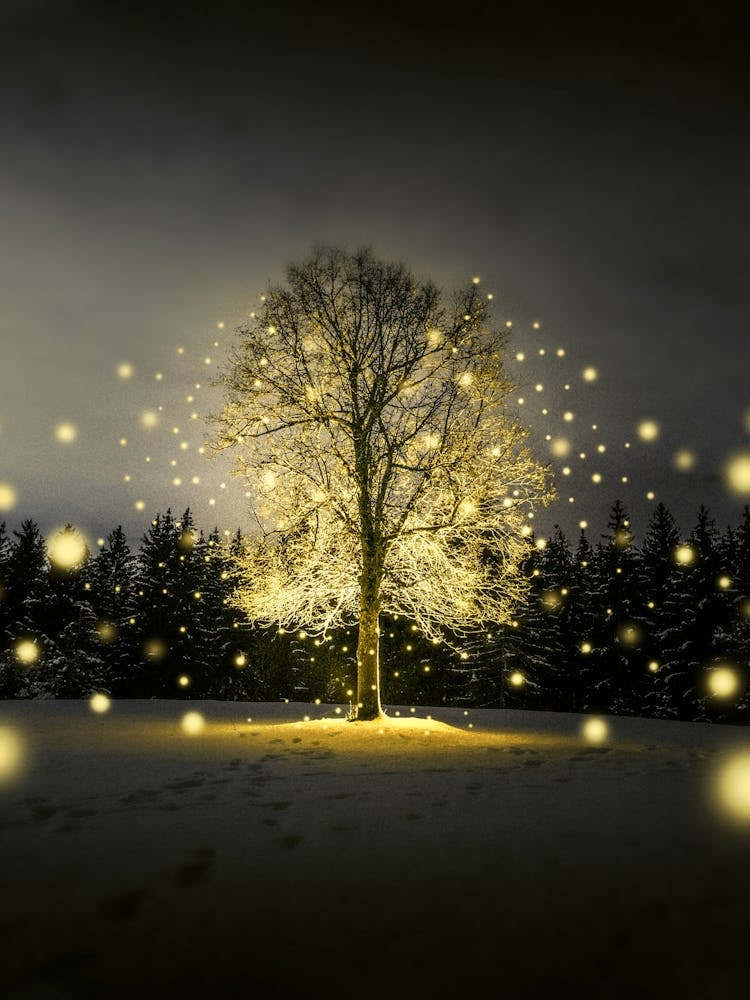 Fairy Lights On A Tree