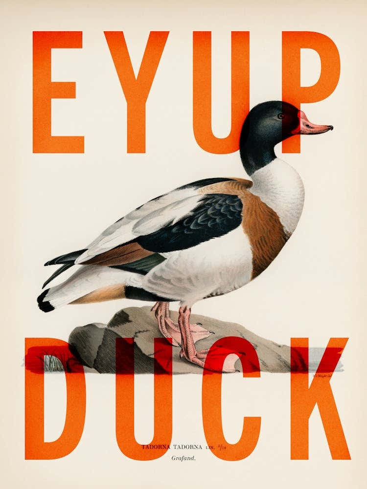 Eyup Duck - Funny Northern Yorkshire Quote