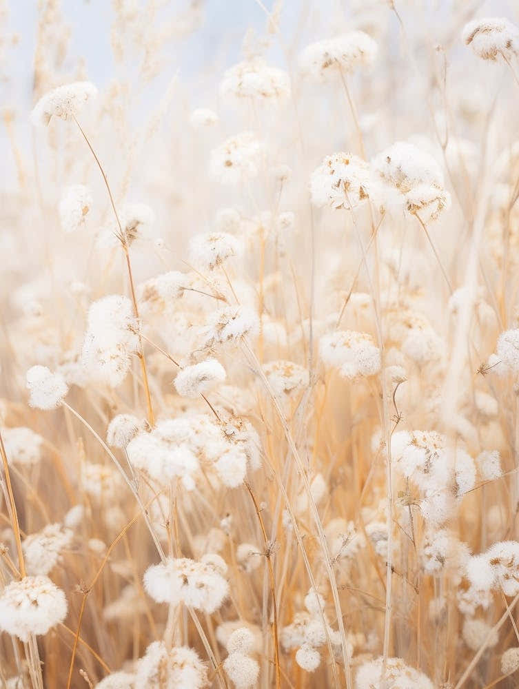 Boho Dried Flowers Forget Me Not 3