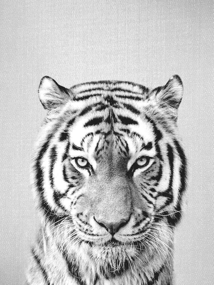 Tiger - Black & White