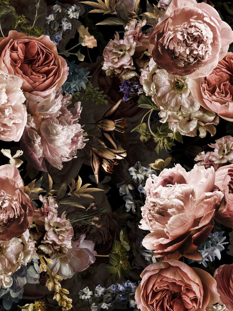 Real Baroque Roses Night Garden