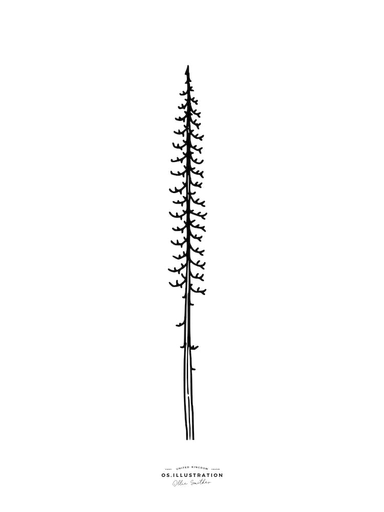 Lonely Pine Fineline Illustration