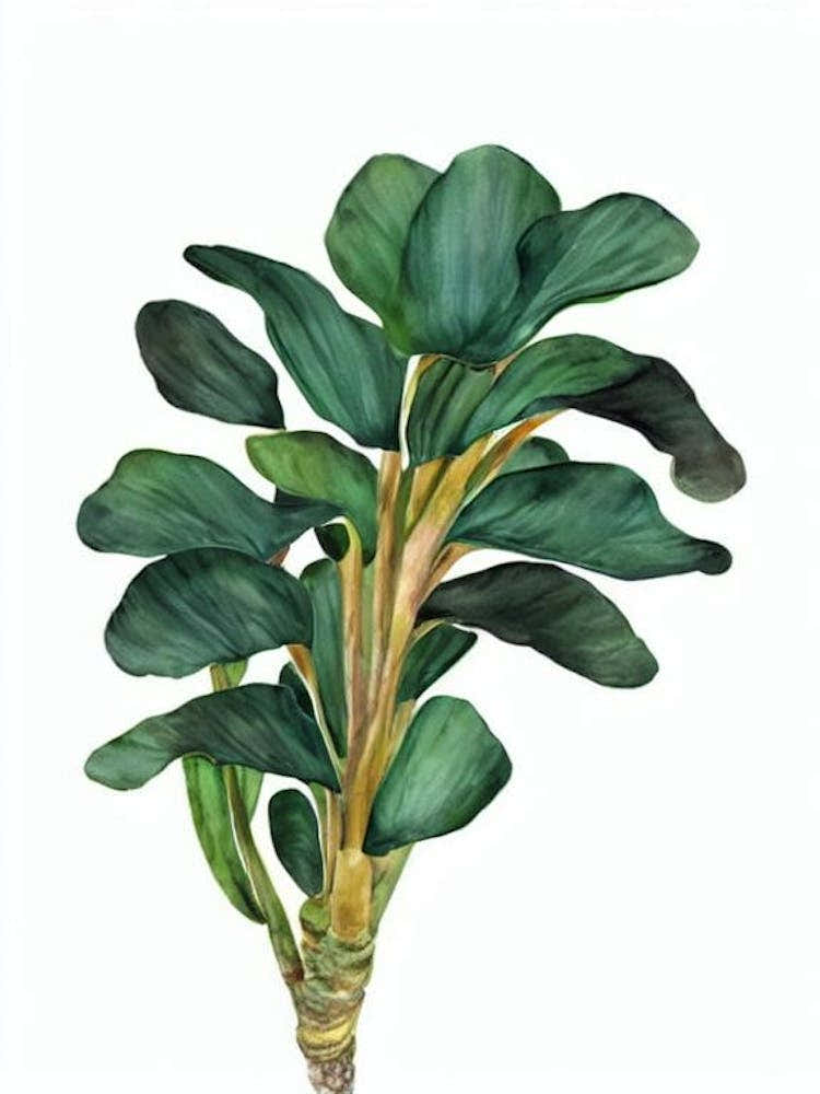 Staghorn Fern (Platycerium Bifurcatum) Watercolor