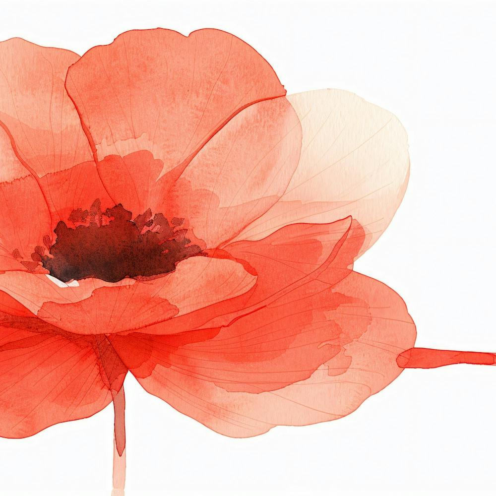 Red Poppy Watercolor Painting